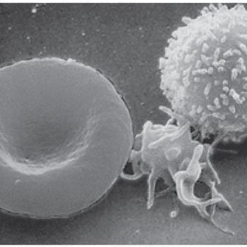Leukopenia or Decreased of White Blood Cells