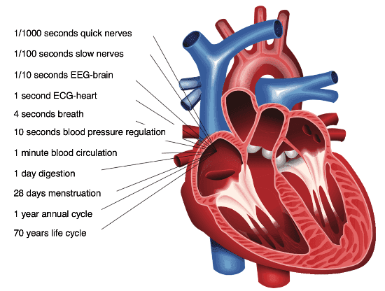 Dijital Check-Up (HRV)